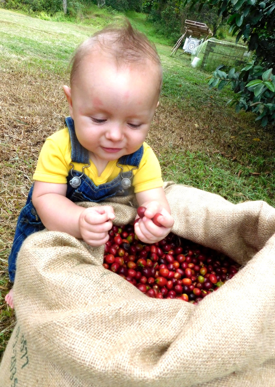 Our cutest coffee cherry inspector. PHOTO: Cynthia Crabtree