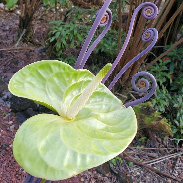 Happy Aloha Friday!
Green anthurium with Uluhe fern shoots. Our customers are always asking what this unique greenery is that we add to all of our bouquet boxes. The Uluhe fern, or staghorn fern,  looks like this before it uncurls and the fern leaves