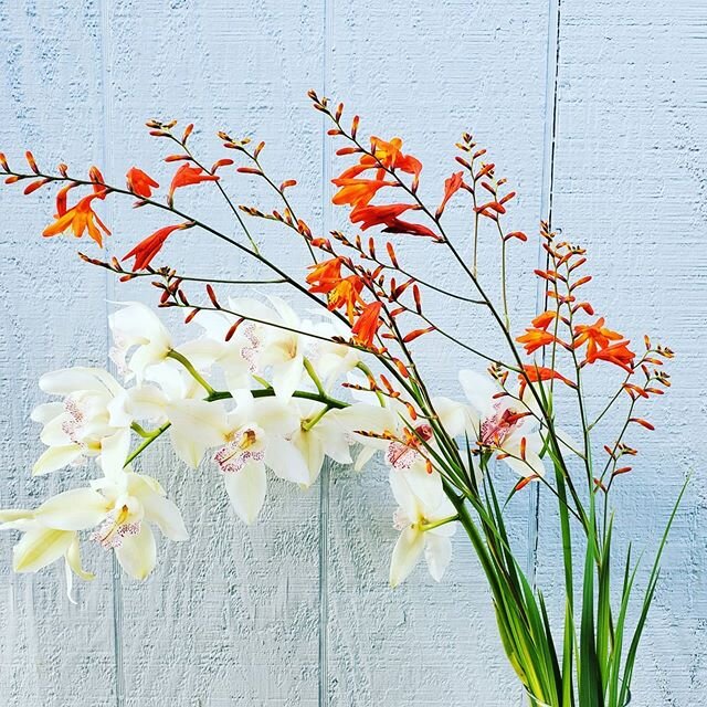 Having fun with with one of my favorite flowers, Crocosmia Montbretia.  It grows wild here on the rainy side of the Big Island. I guess it can be considered invasive but I love its fiery orange flowers. Slide to the next photo to see it competing wit