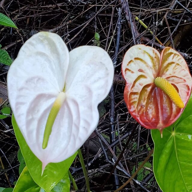 Happy Aloha Friday! 
There's always a silvery lining.
#alwaysanthuriums #flowersmakemehappy?