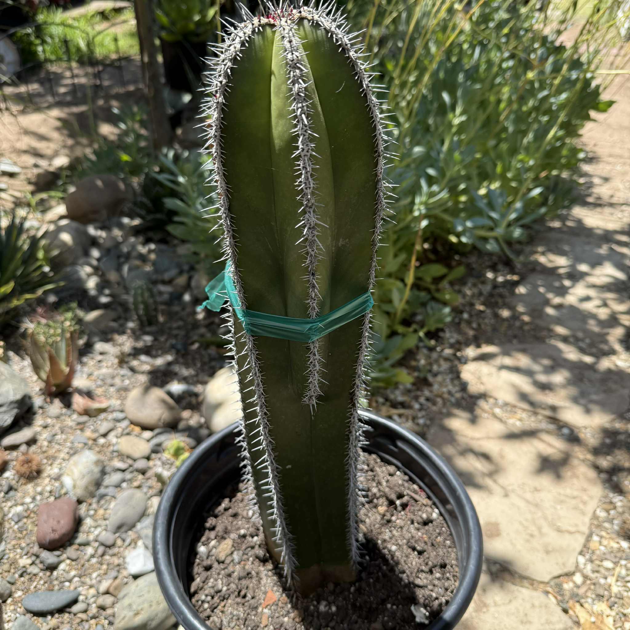 Pachycereus marginatus 'Mexican Fence Post Cactus'