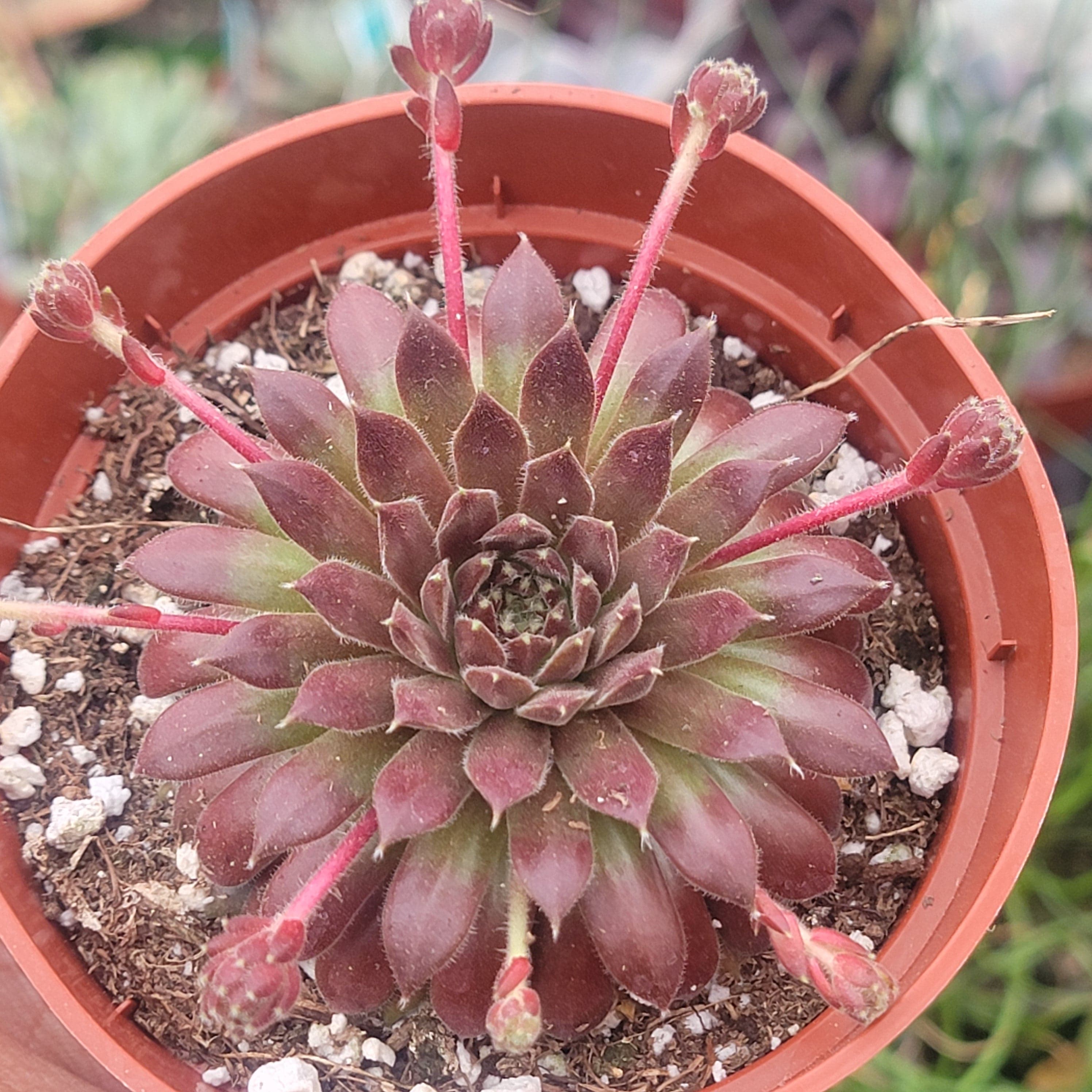 Sempervivum 'Red Beauty'