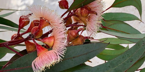 Benefits of Eucalyptus Leaves