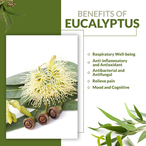 Eucalyptus Benefits
