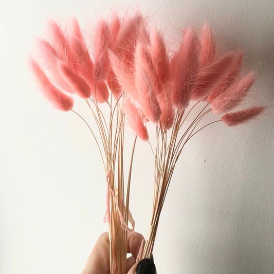 Bunny Tails Pink Dry Flowers | Pack of 30 stems