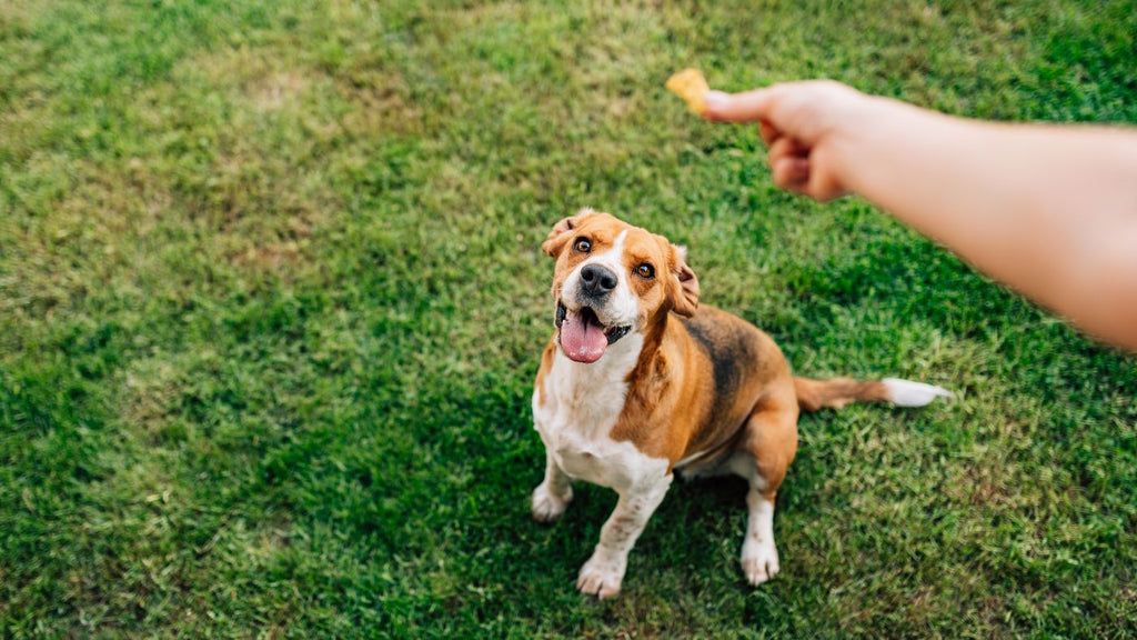 Treats...Why and How to Use Them When Training