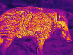 TD LRF Thermal example of pig