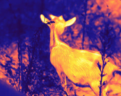 TD LRF Thermal Example Deer