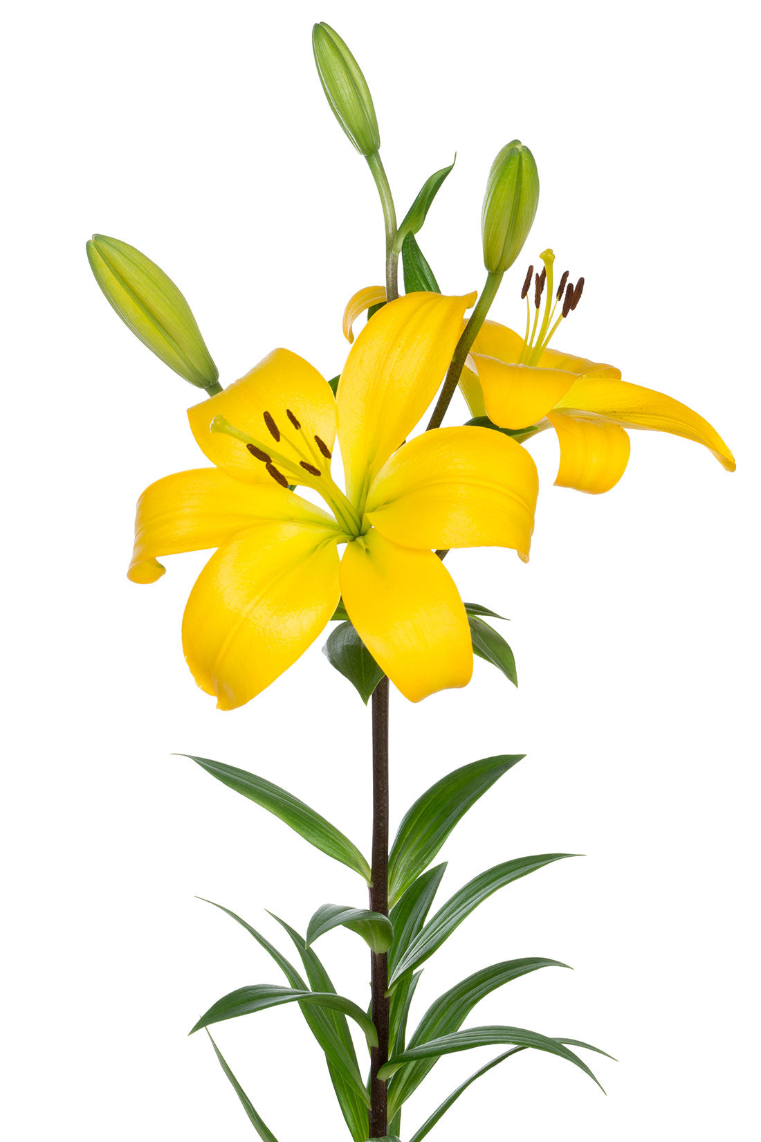 Asiatic Lily, Yellow – Charlotte Flower Market