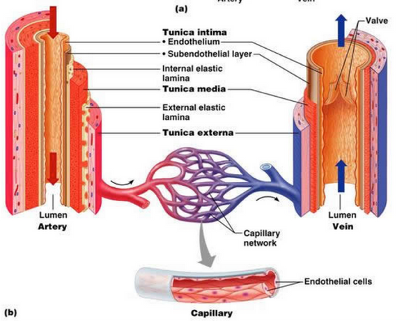 endothelium of capillaries