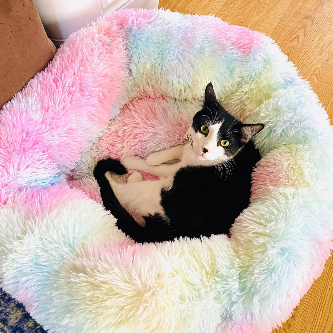 How to Make a Marshmallow Cat Bed?