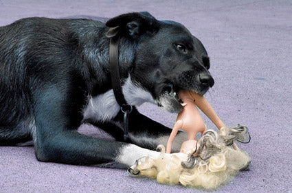 What Happens if a Dog Eats Rubber Toy?