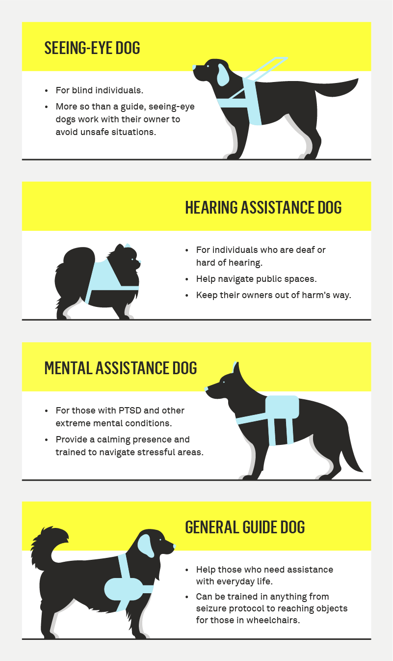 How to Start Training a Service Dog?