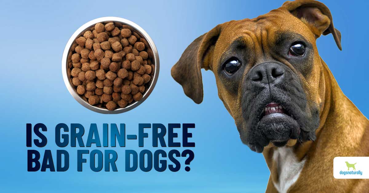 Should Dog Food Be Grain Free?