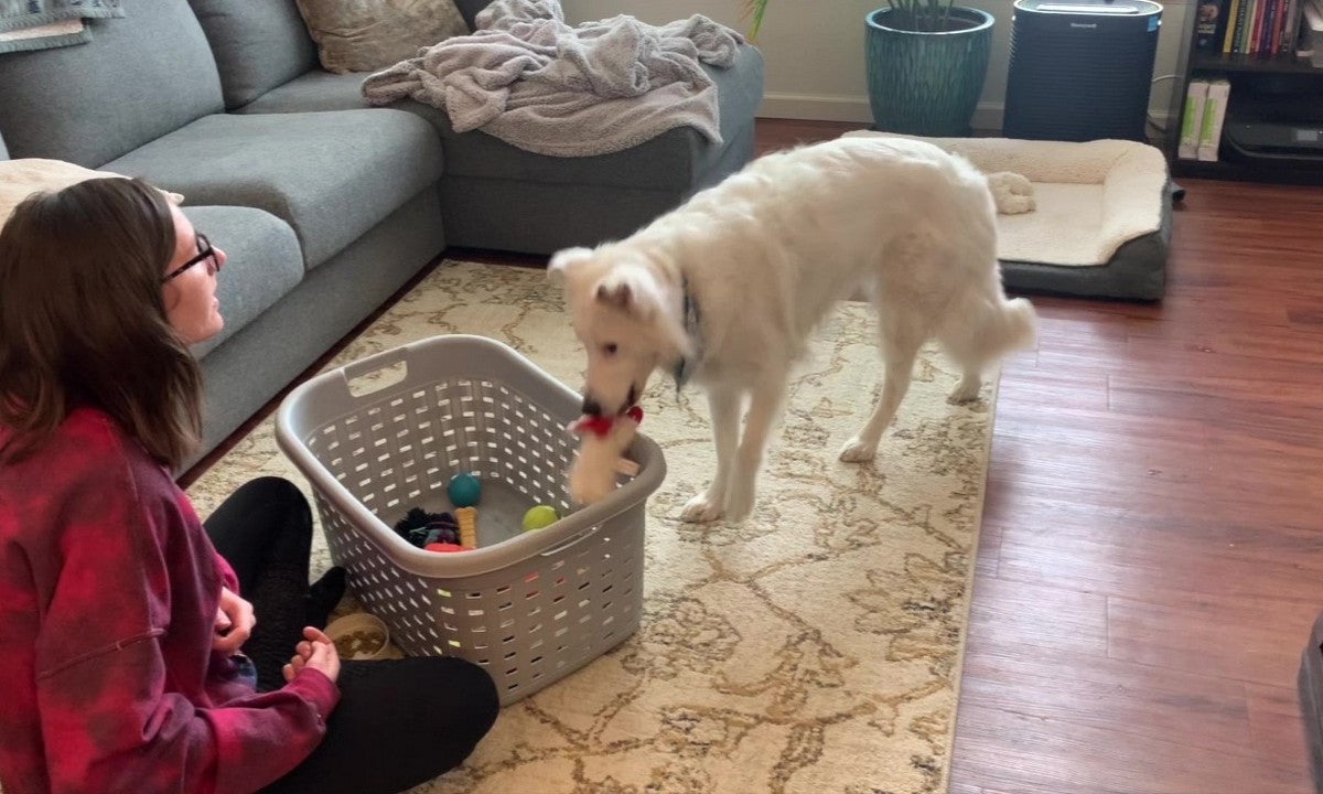 How to Train Dog to Put Toys Away?
