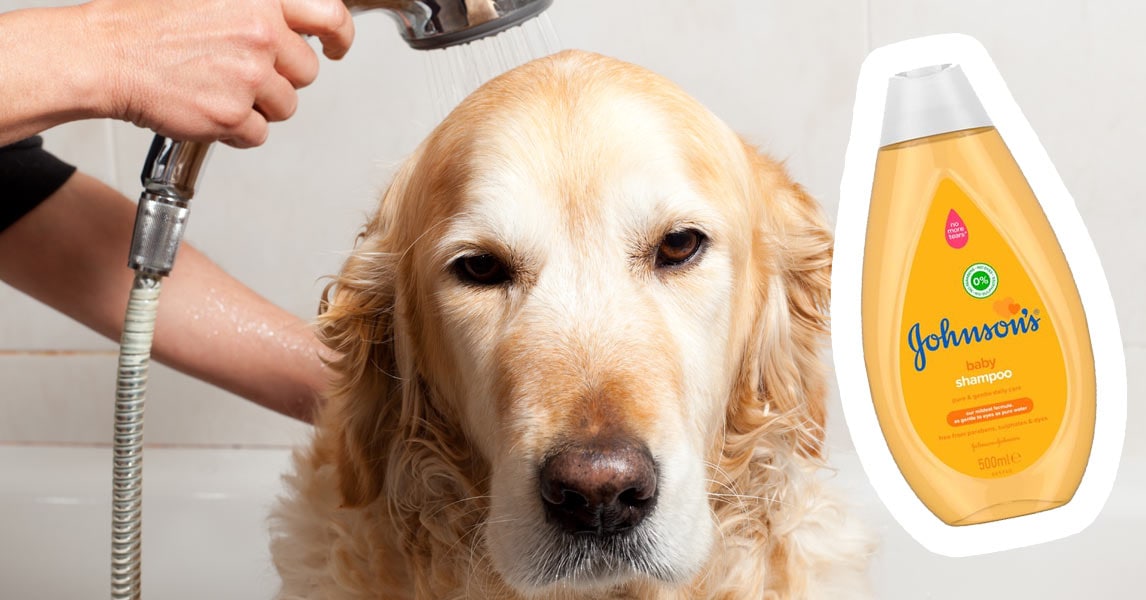 Is Johnson Baby Shampoo Good for Dogs?