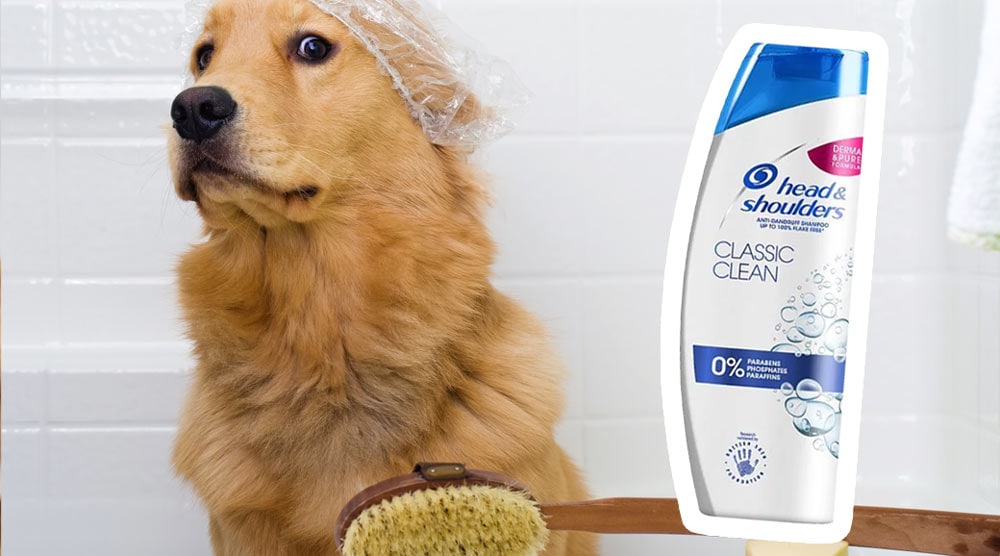 Can I Use Dandruff Shampoo on My Dog?