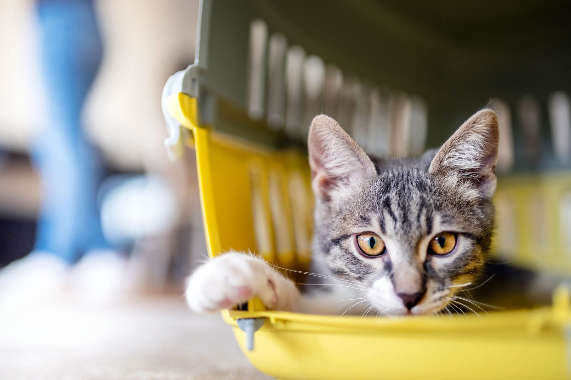 Transitioning Your Cat From a Crate to a Carrier: Tips and Techniques