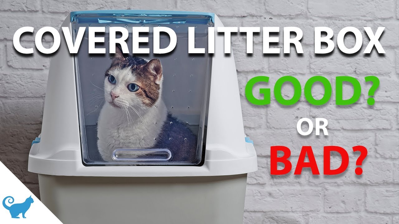 Are Covered Litter Boxes Bad for Cats?