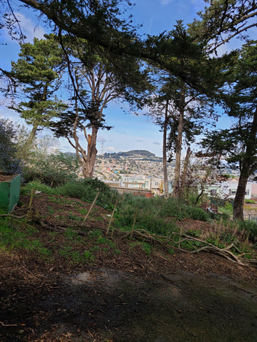 Photo of the trees and a view of the hills