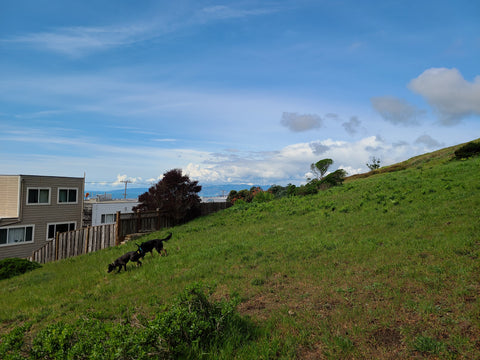 Photo of pups running on a hill.