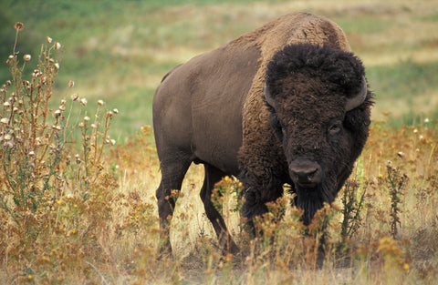 Bisonn in a field.