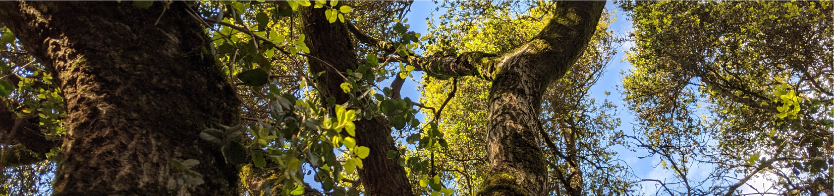 Photo looking up through the leaves of a tree in the Oakland hills.