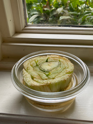 Celery root growing roots