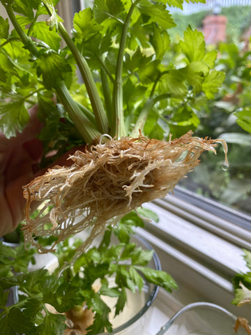 Celery plant with a lot of roots