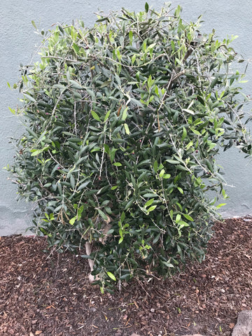 Olive tree