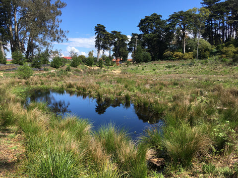Photo of a bright blue pond at Macarthur Meadows in the Presidio