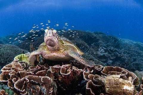 Sea turtle