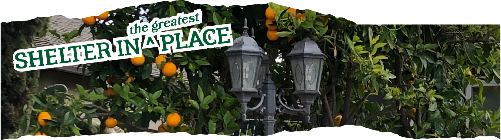 Title: Shelter in the Greatest Place laid over a photo of an old fashioned double sided lamp post being engulfed by an orange tree ladened with fruit.