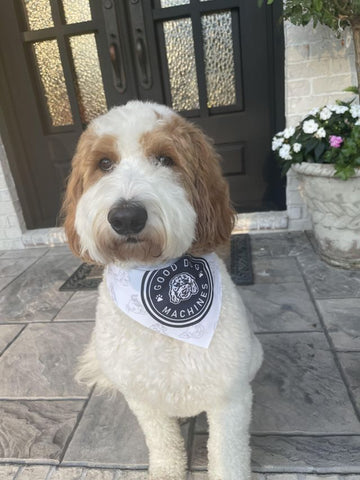 Goldendoodle wearing a Good Dog Machine No Shock Training Collar