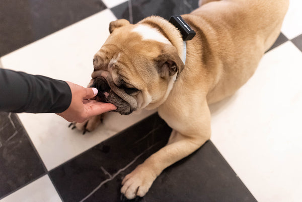 A pet owner using the Good Dog Machine remote to reinforce obedience commands.