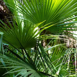saw_palmetto (1).webp__PID:f20fa867-7600-4195-b7ed-c31cf882315e