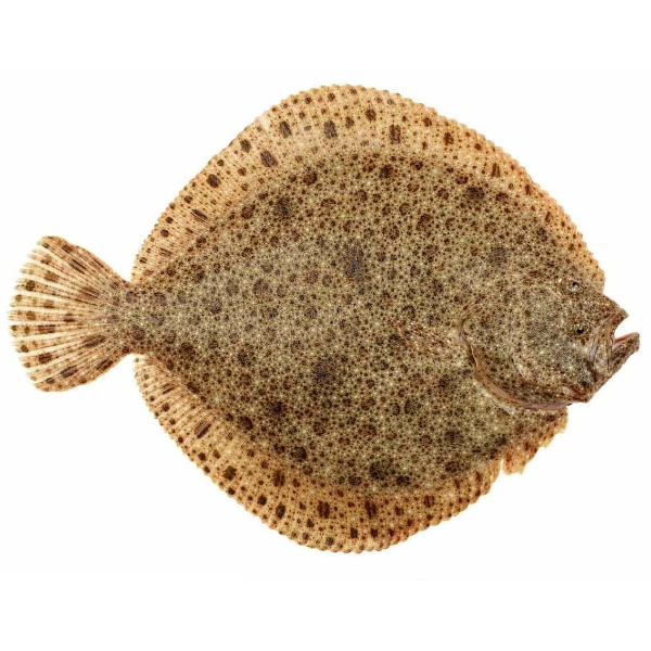 Flounder Fish Facts - A-Z Animals