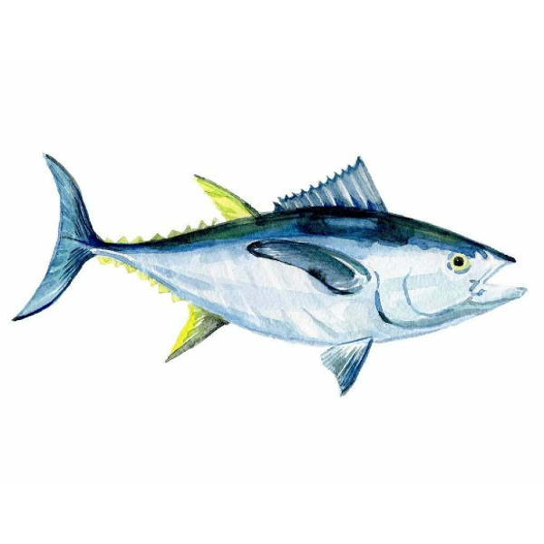 Bluefin Tuna Loin - Responsibly Sourced - Buy Online - Next Day D