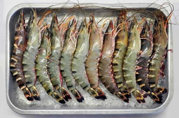 Prawns  Our Complete Guide – The Fish Society