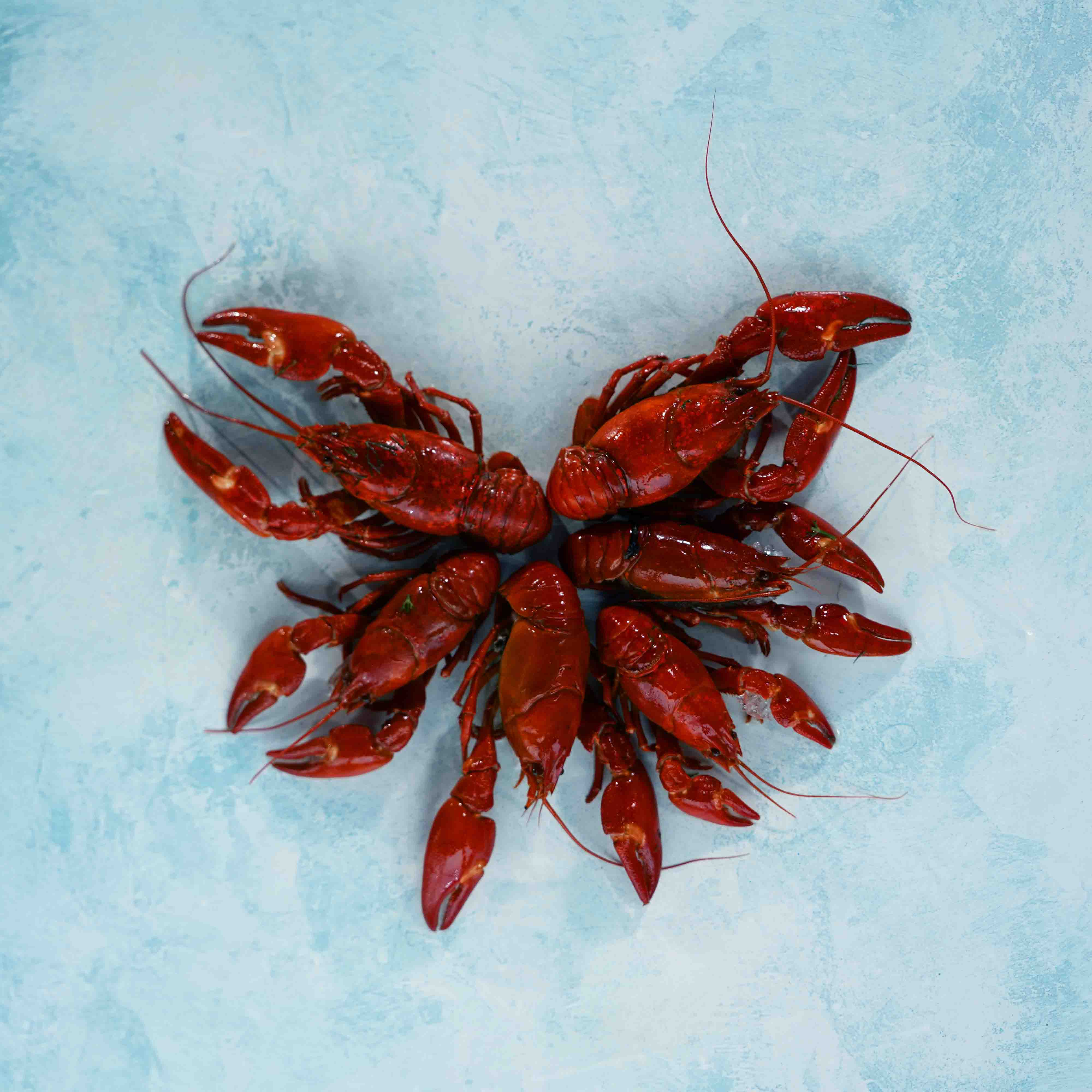 Buy Whole Crayfish Online  Next Day Delivery – The Fish Society
