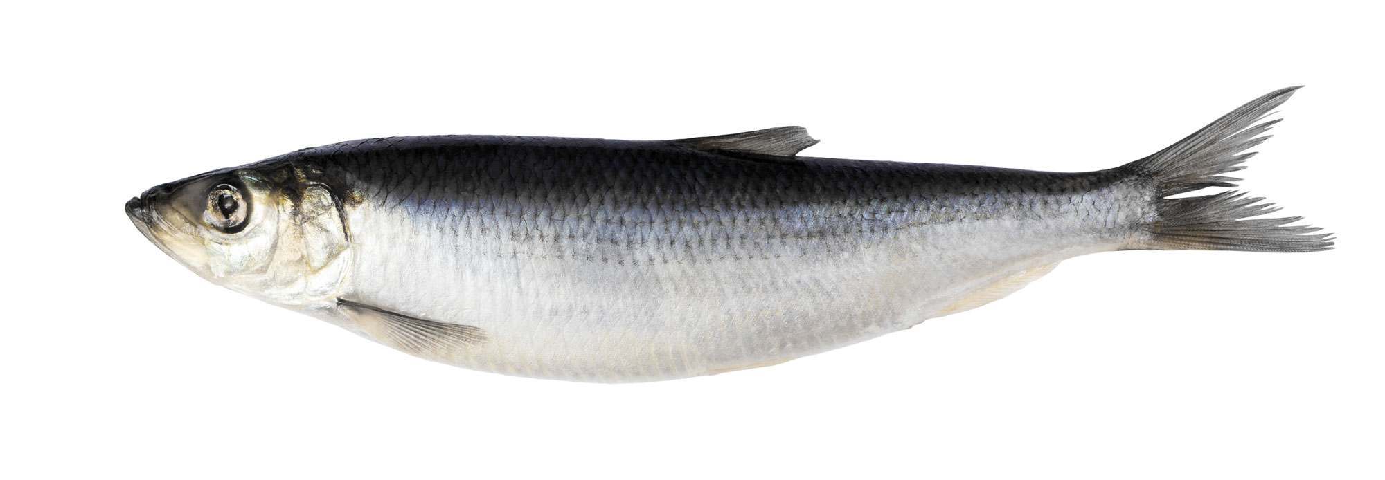 Whole herring 