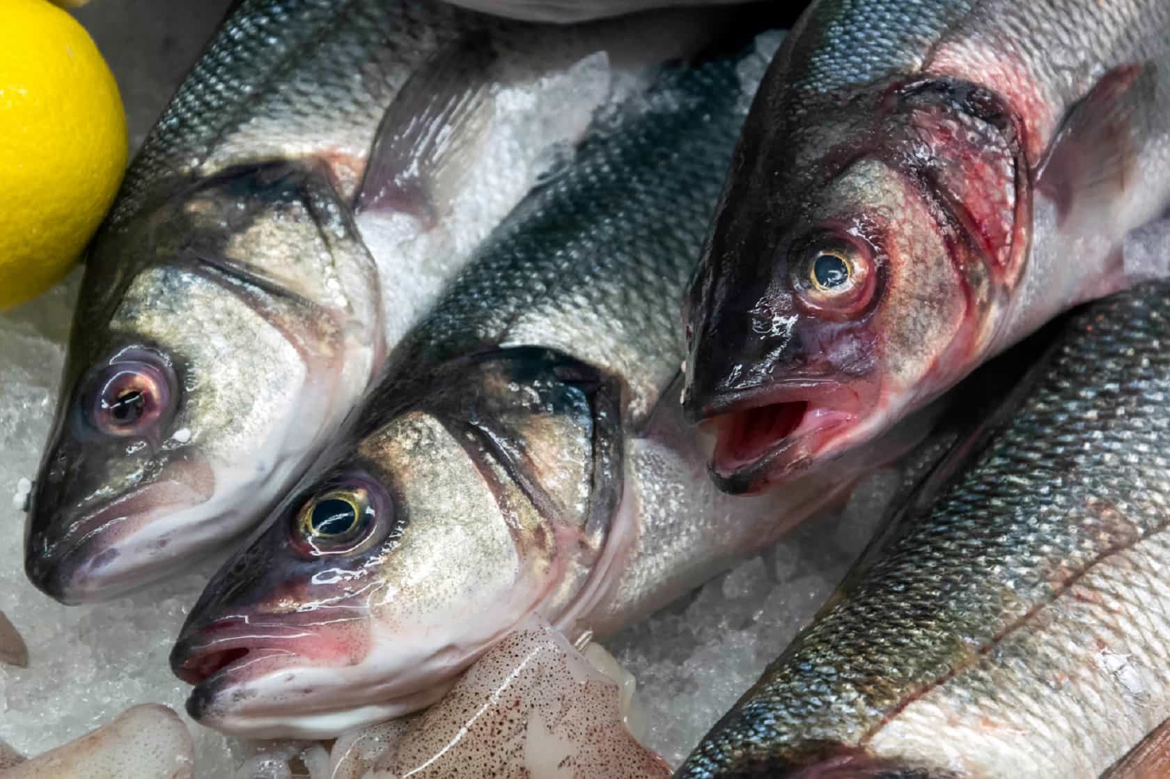 Sea Bass  Our Complete Guide – The Fish Society