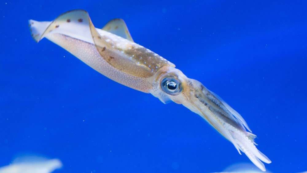 A Guide To Squid, Fishopedia, Quick Facts, Need To Know
