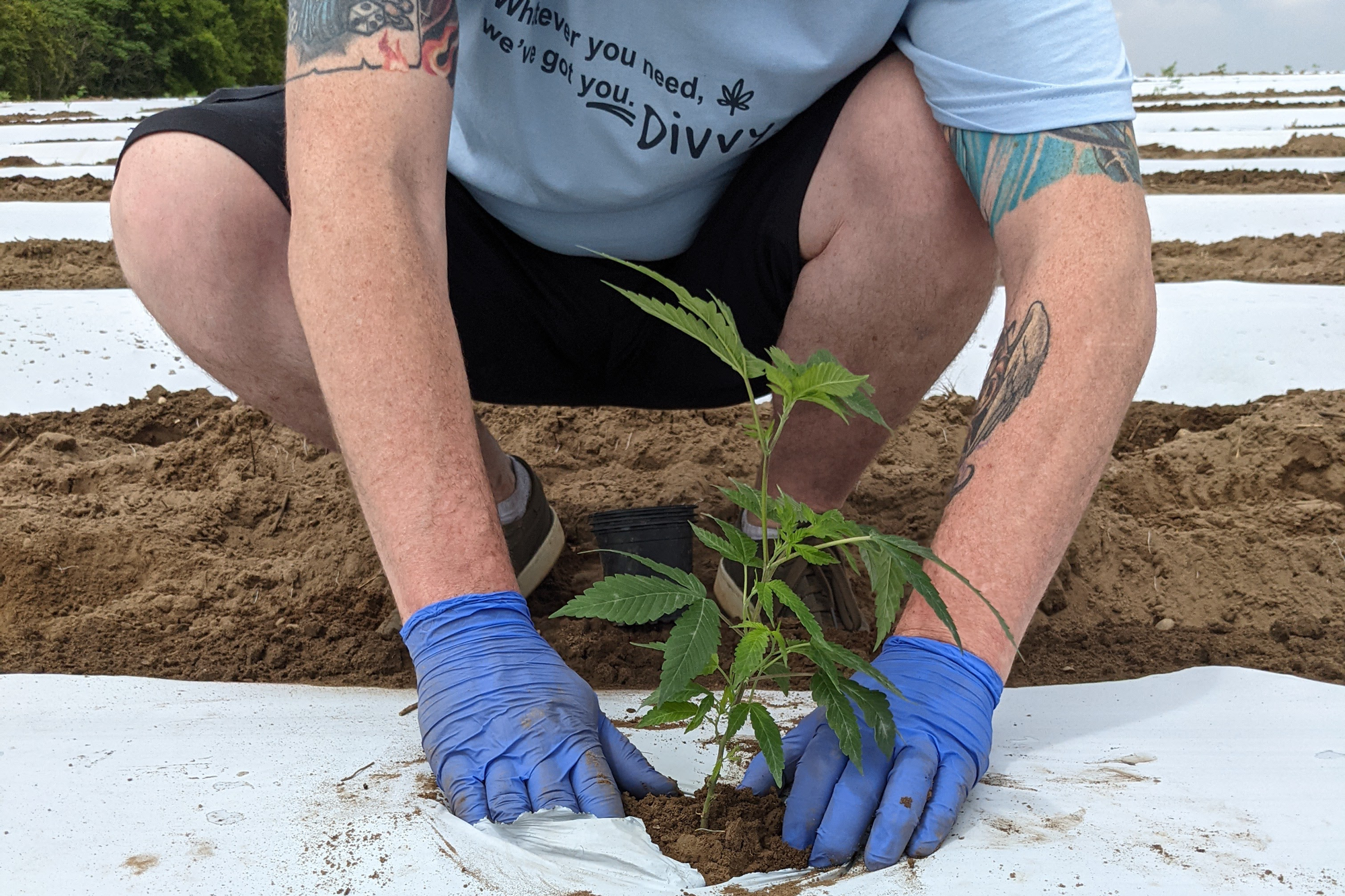 Divvy Planting Party Port Perry