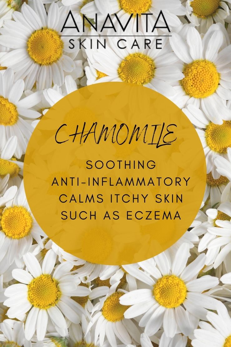 bed-of-chamomile-flowers-and-chamomile-benefits