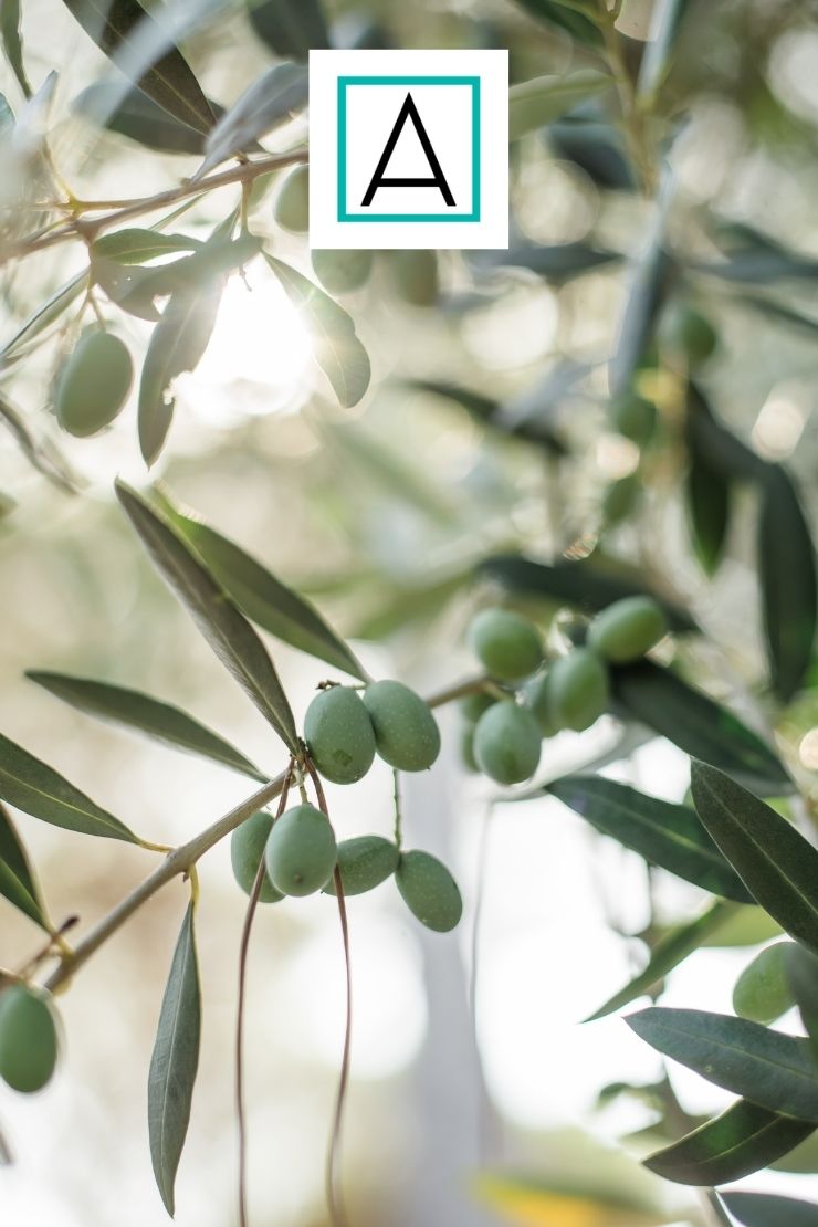 olive-leaf-extract