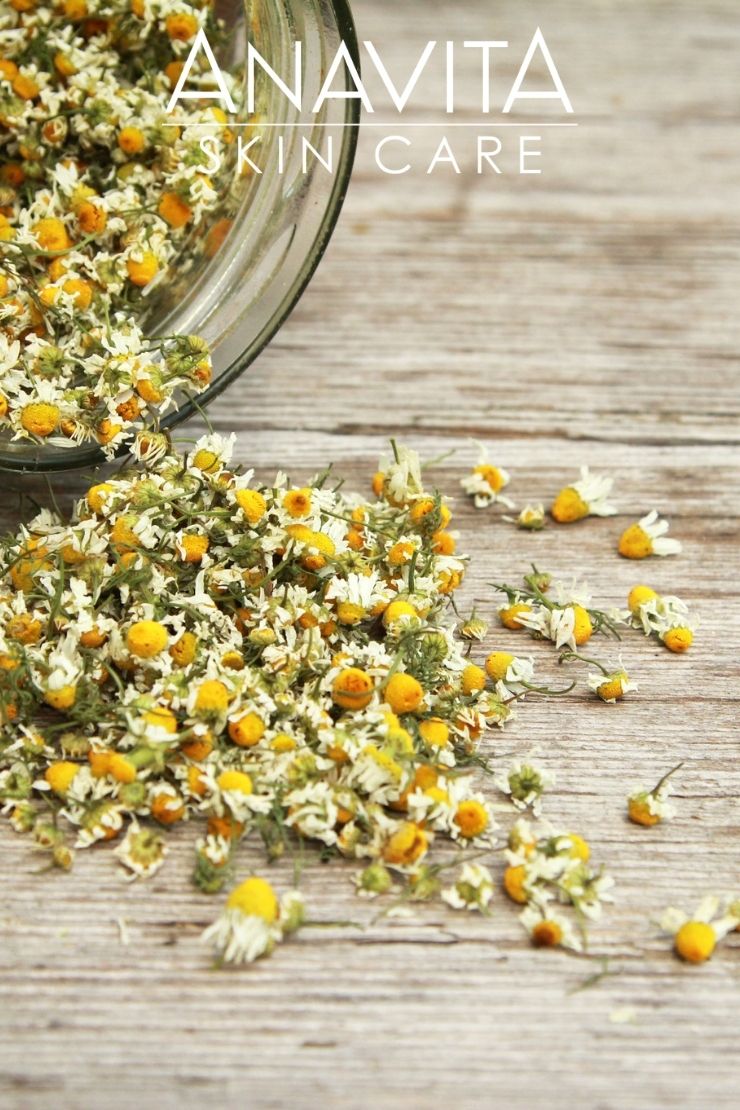 chamomile-leaf-extract