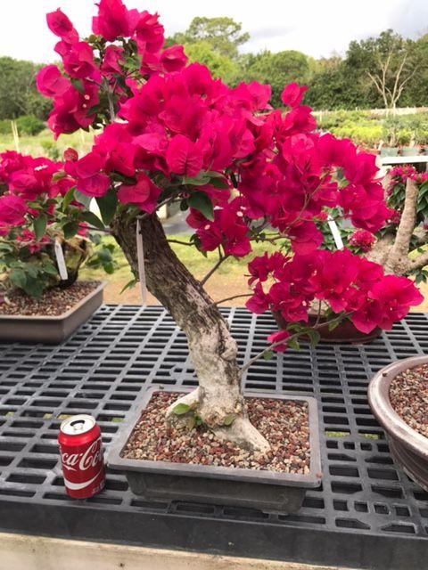Interior Bonsai Collection. – Ottawa Bonsai Interior Bonsai Collection. – Ottawa Bonsai