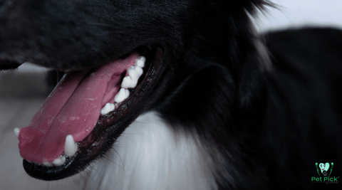 Black and white dog with open mouth showing teeth