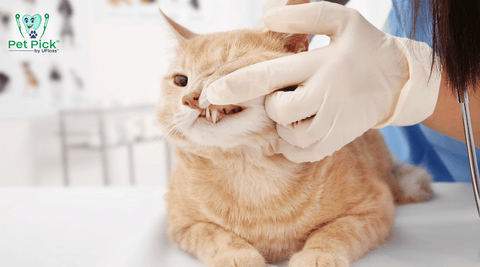 Orange cat having teeth examined
